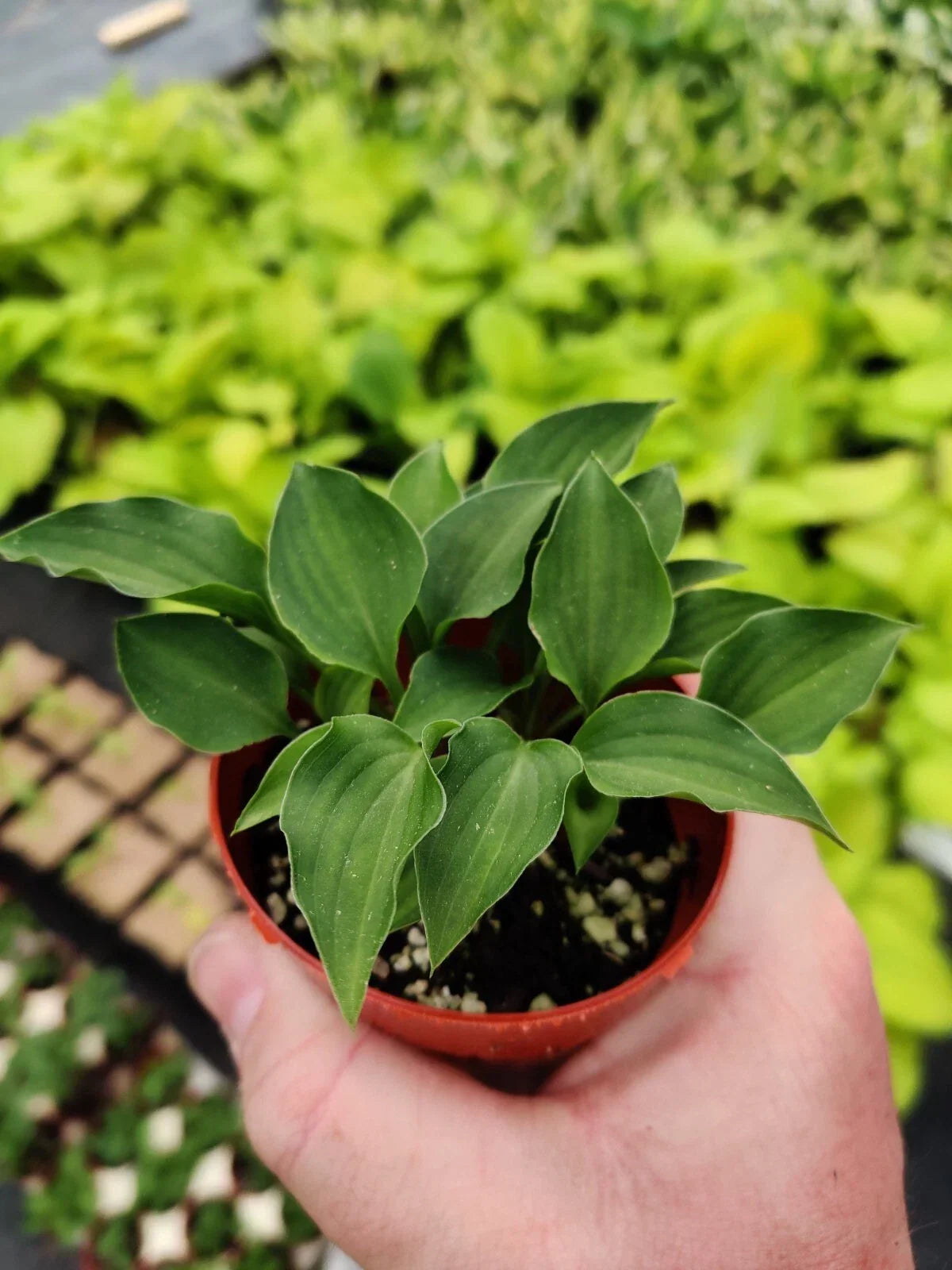 Hosta Rock Princess 2" Pot True Miniature Perennial Shade Plant, Hosta ‘Rock Princess’ for Containers & Gardens