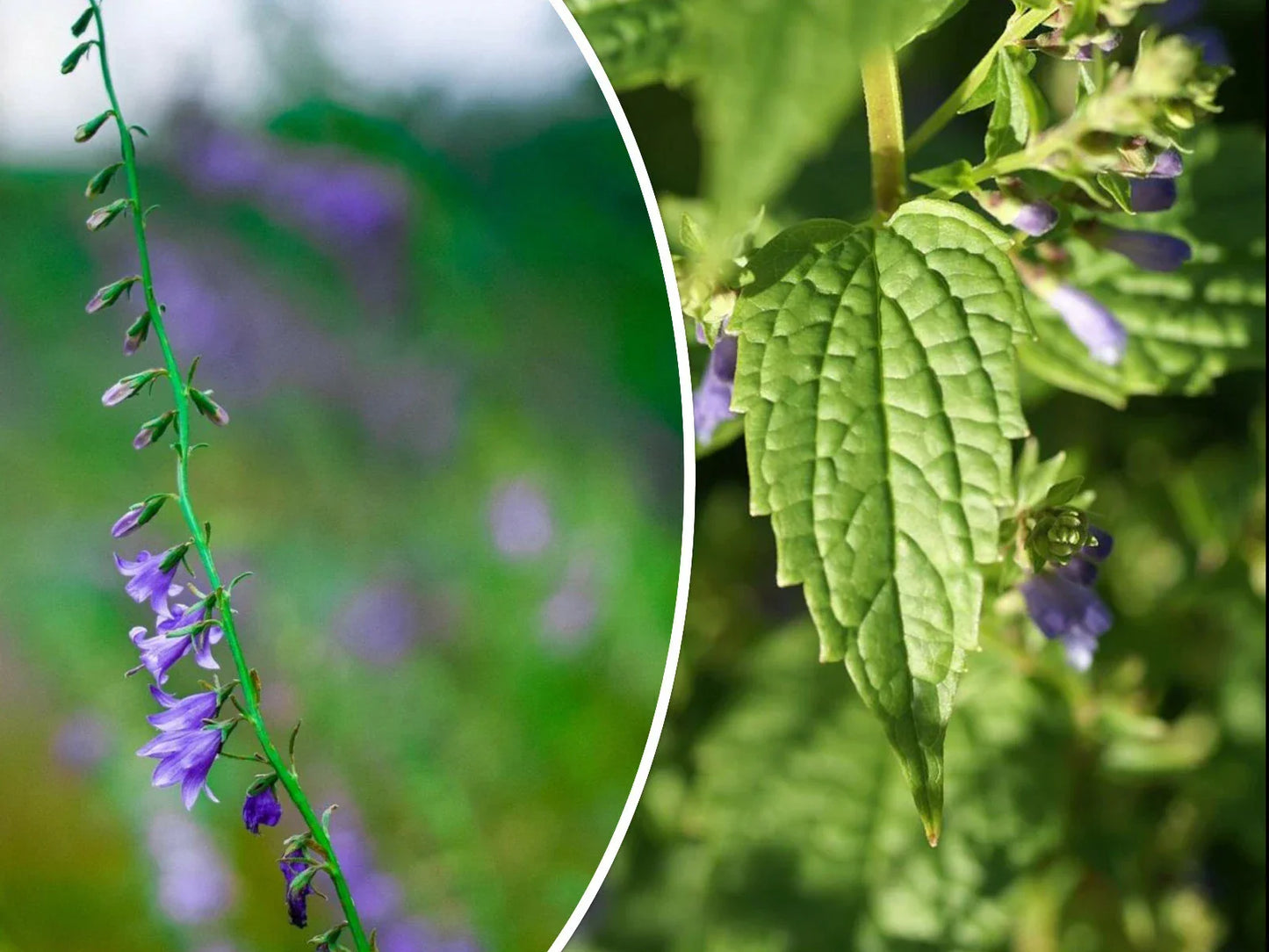 Skullcap Herb Seeds - Over 100 Non-GMO Medicinal Scutellaria lateriflora Seeds for Herbal Tea & Remedies - Easy to Grow
