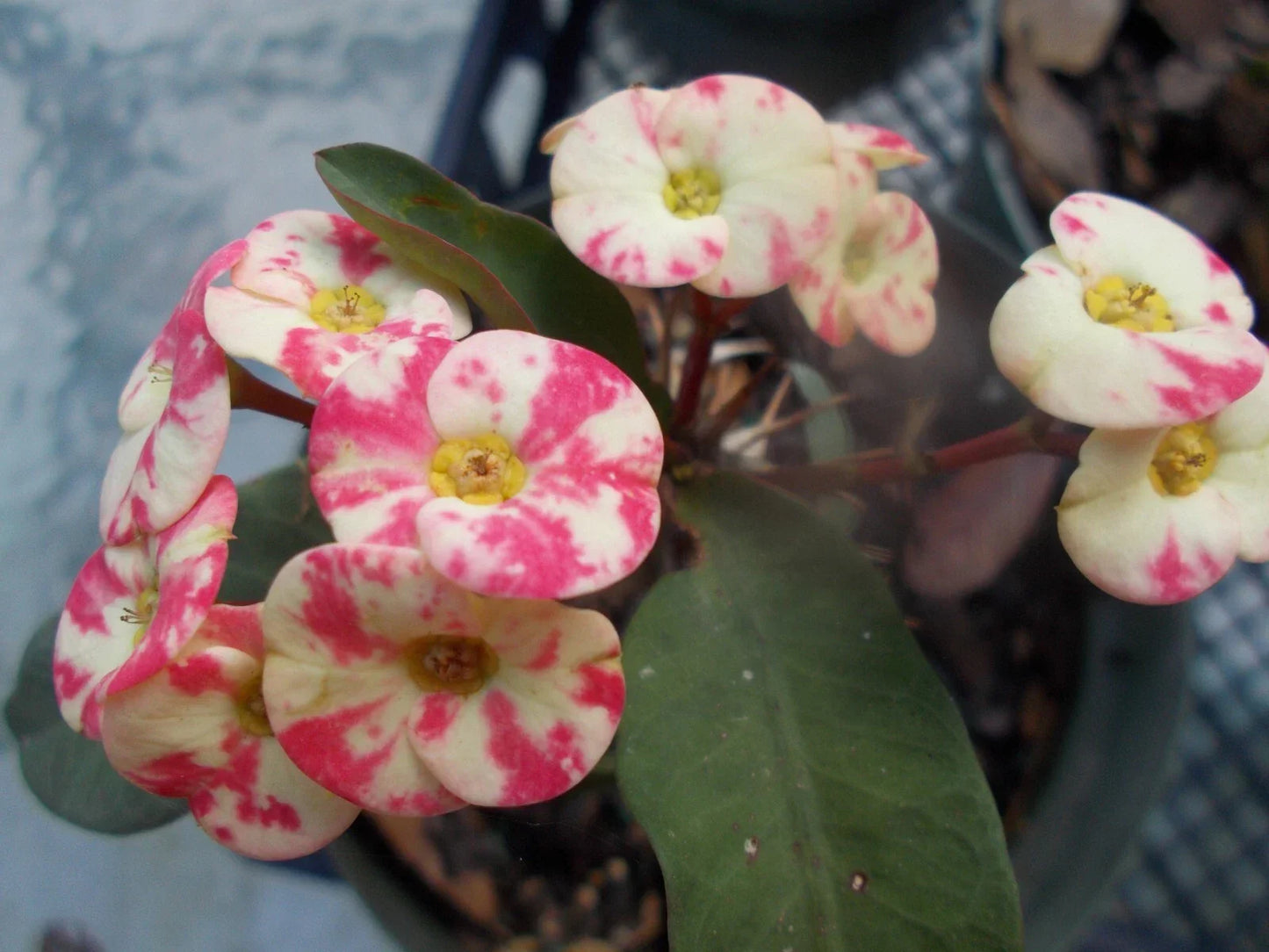 Rooted Cutting Thai Hybrid Crown of Thorns Pink Mix Euphorbia milii Indoor Outdoor Plant