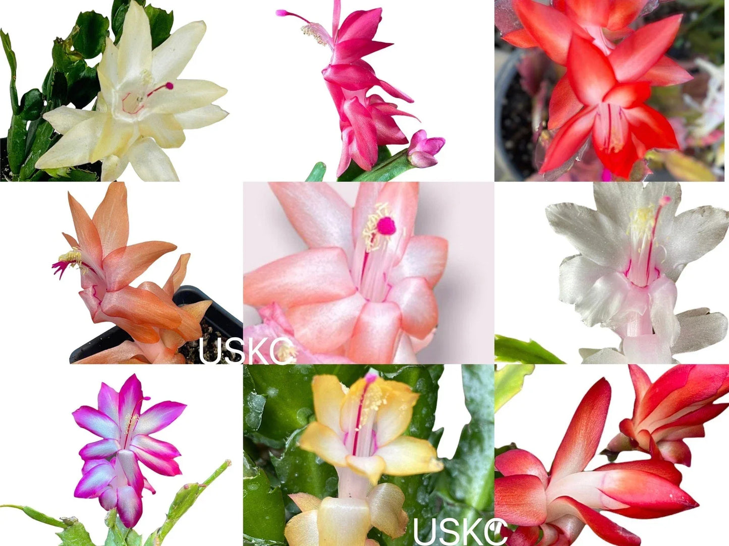 Unrooted Thanksgiving Cactus Leaf Cuttings Schlumbergera truncata Succulent Propagation Indoor Outdoor