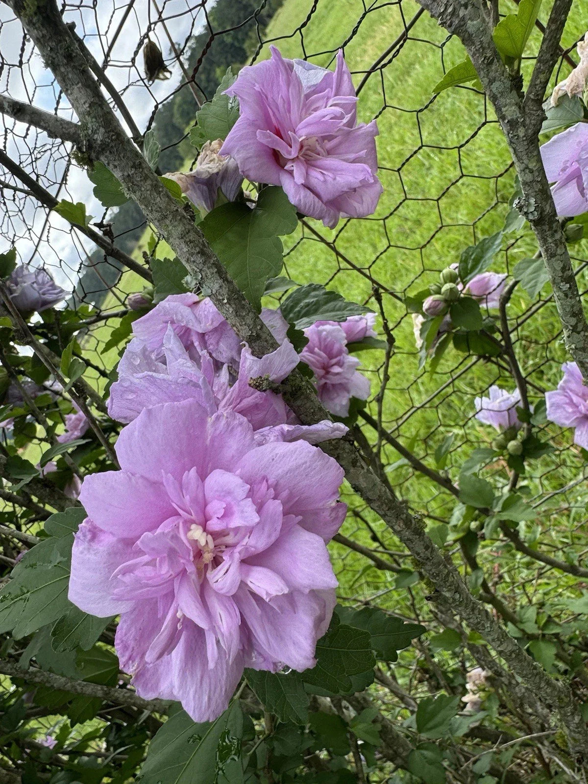 Fresh Cut Purple Double Rose of Sharon Flowers - Hibiscus syriacus - 5 Stems for Bouquets and Arrangements