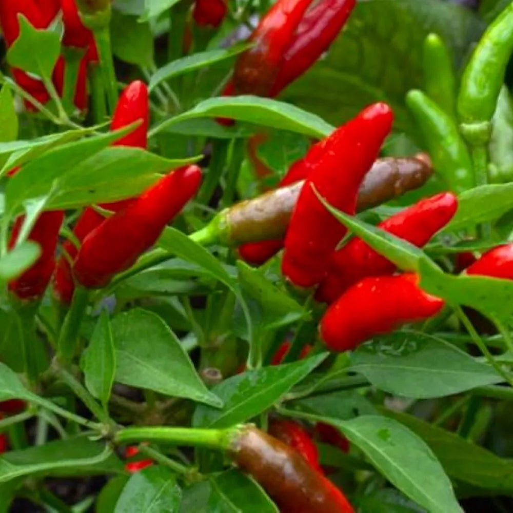Bird's Eye Chili Pepper Seeds – Heirloom NON-GMO Capsicum annuum Hot Peppers for Garden, Container, and Spice Cultivation