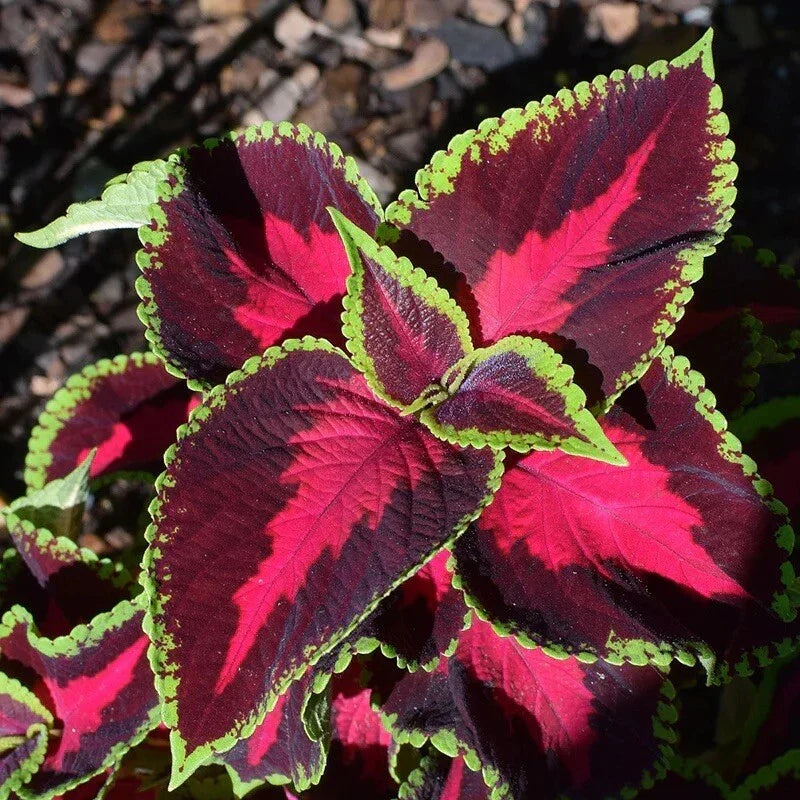 Coleus Seeds 300 Count Mixed Rainbow Perennial Foliage Plants for Gardens Solenostemon scutellarioides