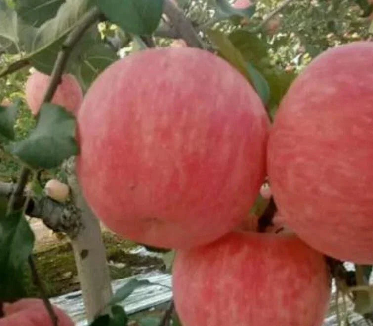 Red Fuji Apple Seeds - 33+ Crisp, Sweet, Juicy Fruit Tree Seeds - Malus domestica 'Fuji' for Home Garden & Orchard