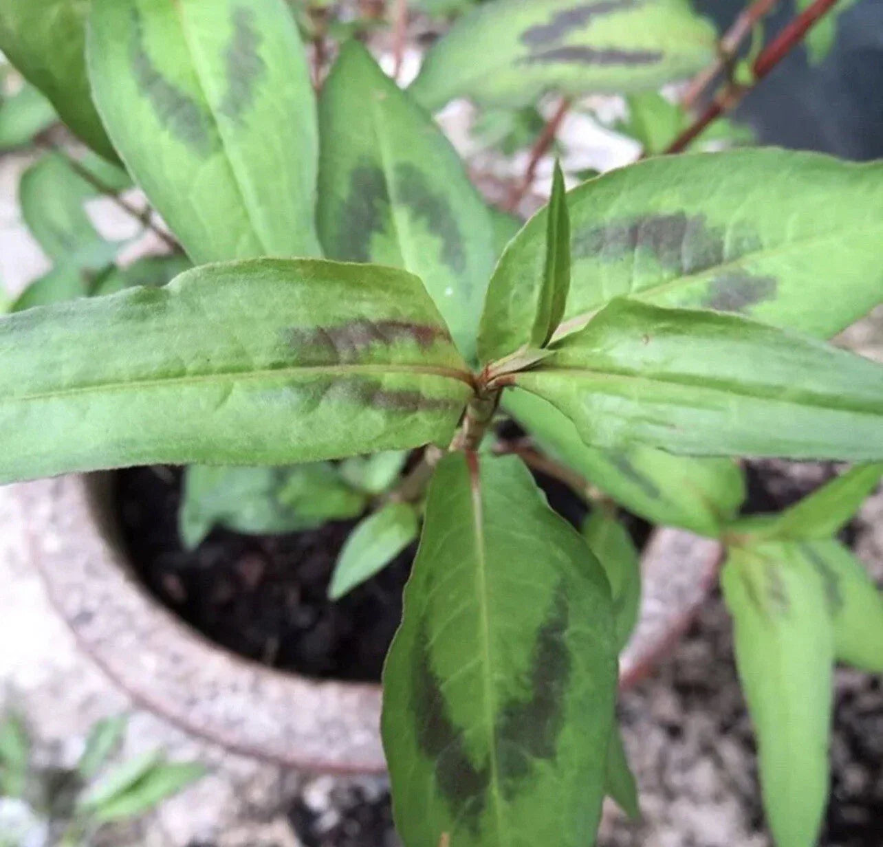 Vietnamese Coriander Plants – 5 Live Rooted Herbs – Rau Ram – Fresh Culinary Herb – Vietnamese Coriander (Persicaria odorata)