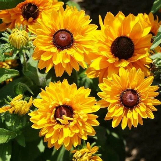 Black Eyed Susan Seeds Goldilocks Variety - Rudbeckia hirta, Double Blooms, Non-GMO, 100 Seeds for Garden, Landscape & Cut Flowers