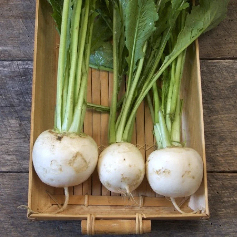 Turnip Seeds 500 Count Shogoin Japanese White Hakurei Non-GMO Brassica rapa var. rapa Asian Vegetable Garden Seeds