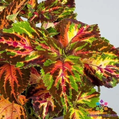 Coleus Seeds - 25+ Rainbow Multicolour Variety - Plectranthus scutellarioides - Garden Planting, Easy to Grow, Vibrant Leaves