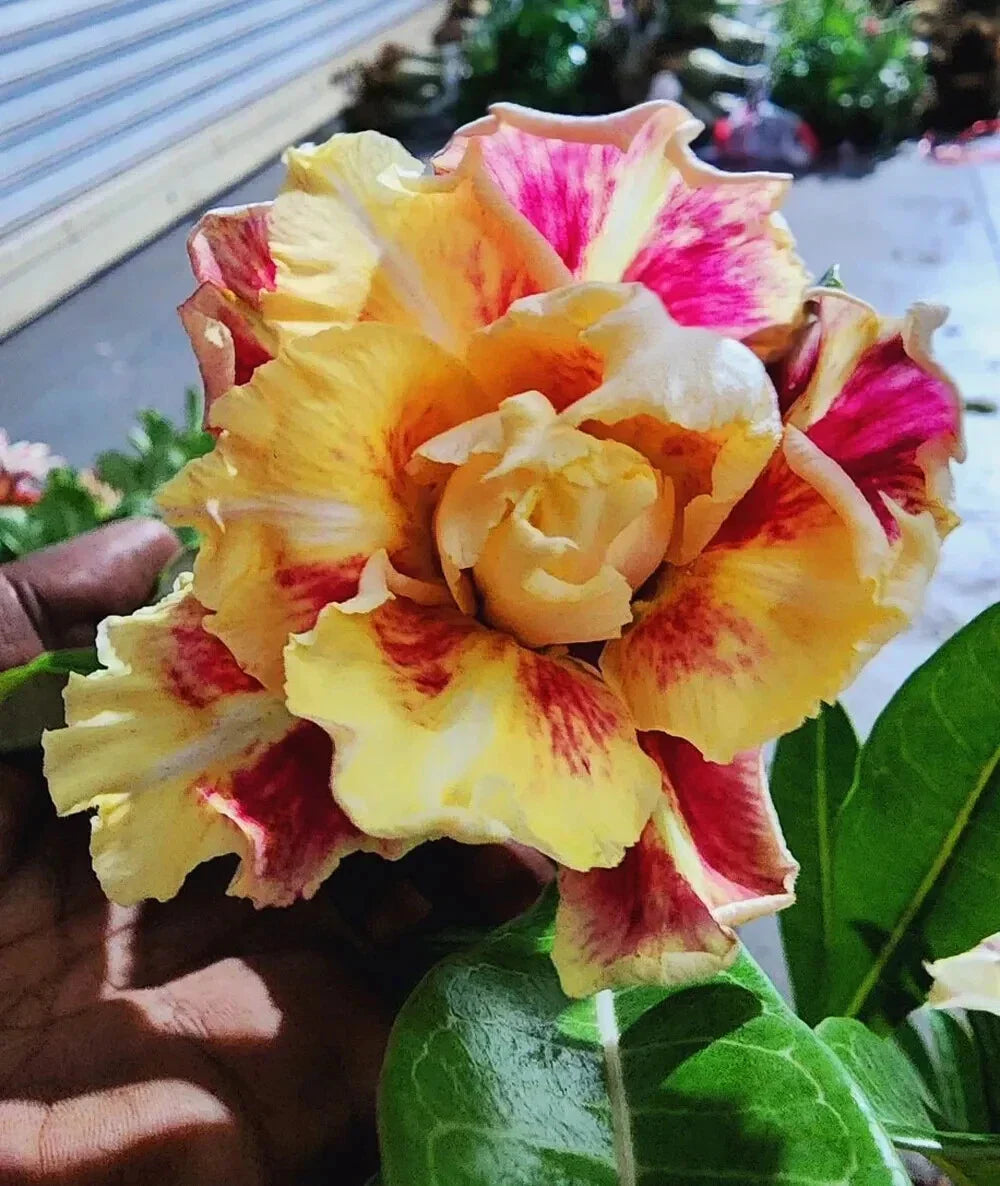 Desert Rose Plant Adenium Obesum Seedling 4-6 Inches Venus Variety, Succulent, Ornamental Indoor Outdoor
