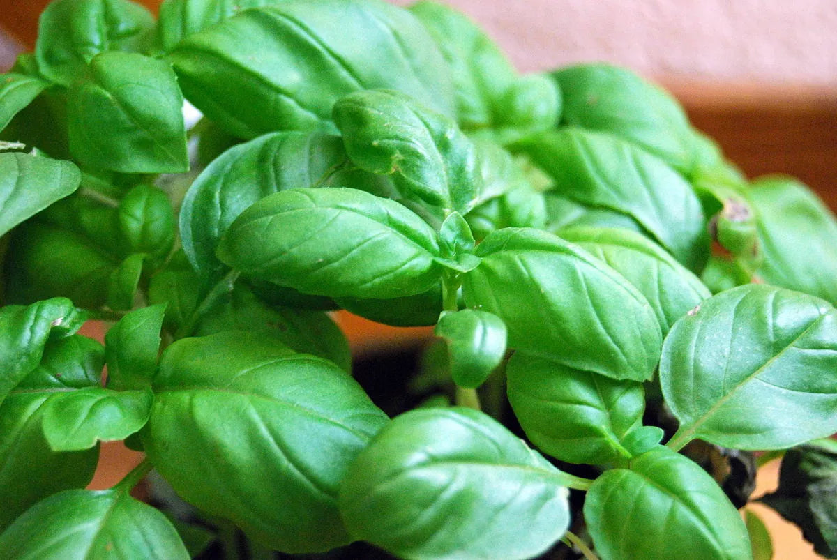 Genovese Basil Seeds - 2000 Non-GMO Herb Seeds for Culinary & Garden Use - Ocimum basilicum