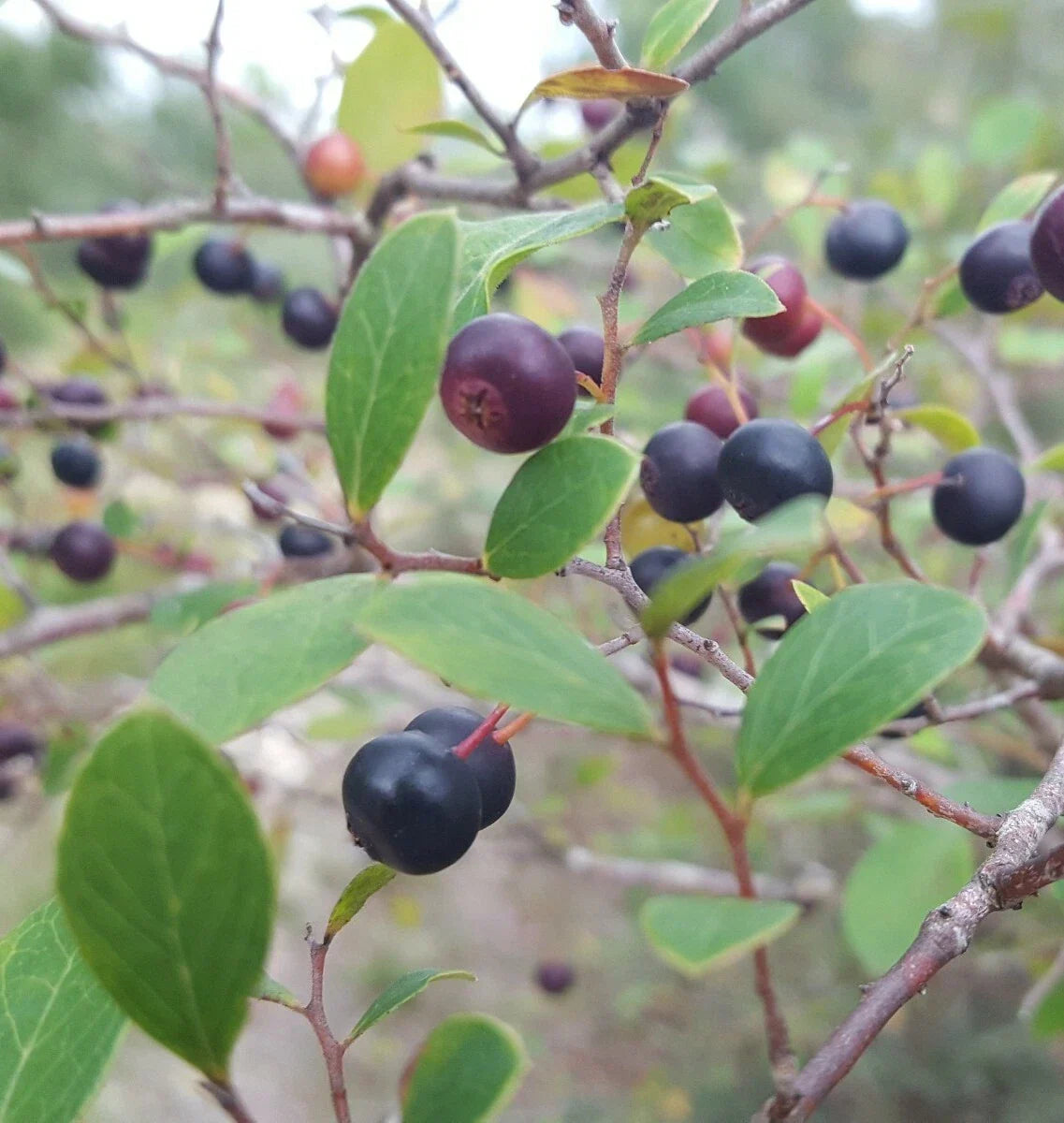 Sparkleberry Seeds 25+ | Vaccinium Arboreum | Edible Berry Tree for Garden & Landscaping
