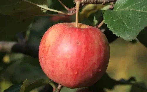 Chestnut Crabapple Seeds, Malus 'Chestnut', Ornamental & Edible Garden Planting, 25+ Seeds for Home Gardens