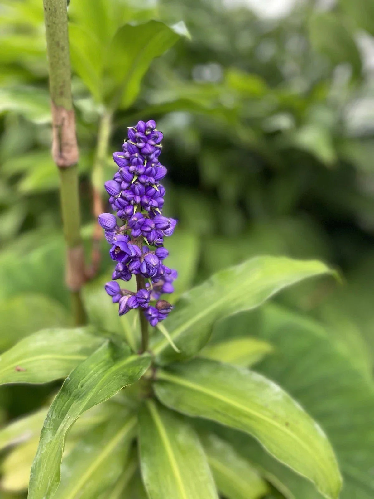 Blue Ginger Plant Cuttings 3 Pack Dichorisandra thyrsiflora Tropical Garden Starter Hawaii Grown