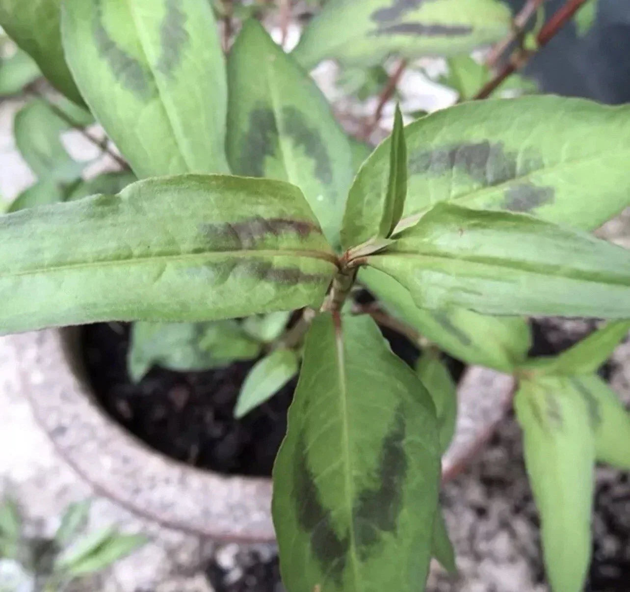8 Live Vietnamese Coriander Plants – Rau Ram, 4-5 Inches, Fresh Culinary Herb, Persicaria odorata, Rooted in Soil