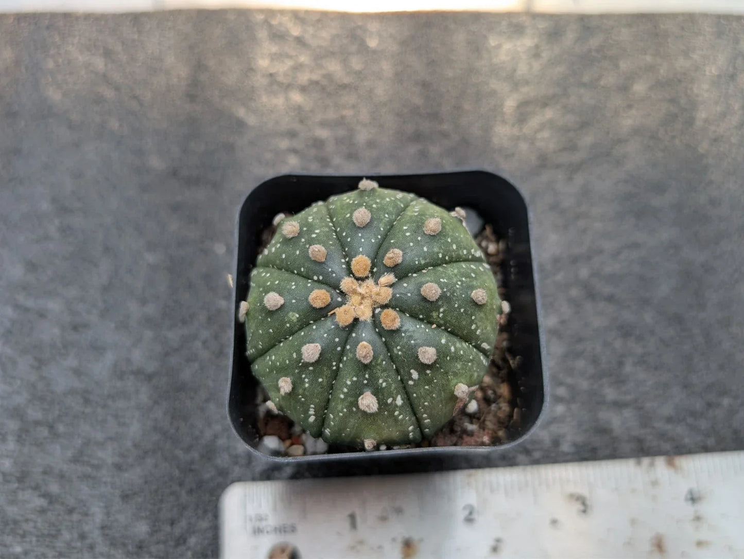 Astrophytum Asterias Rooted Cutting - 1.5 Inch Star-Shaped Cactus - Bare-Root Succulent for Indoor & Outdoor Gardening