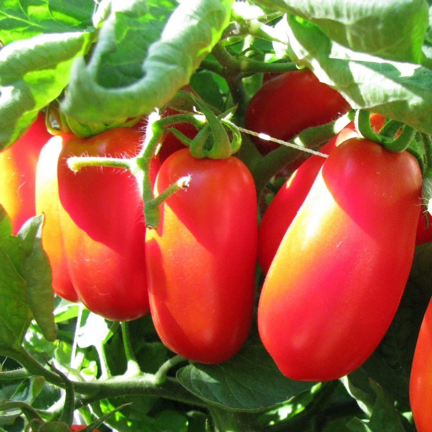 San Marzano Tomato Seeds | Heirloom Italian Roma Plum Paste Variety | Organic Vegetable Seeds for Canning & Sauces