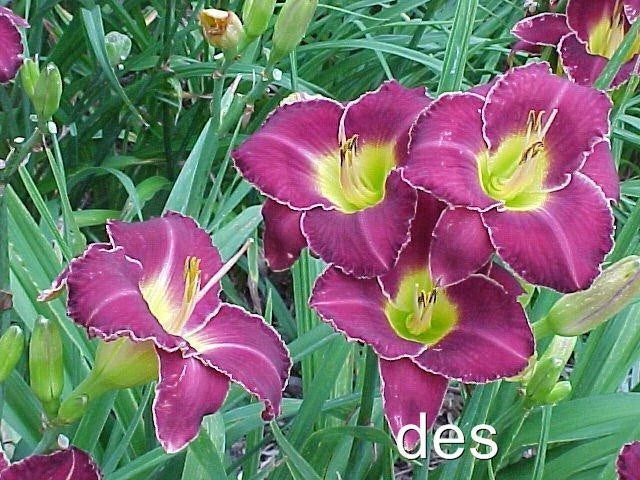 Daylily Plants 2 Pack Thunder and Lightning Purple White Edge Hemerocallis Perennial Garden Flowers
