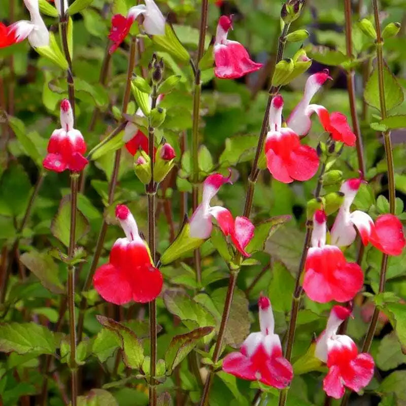 Hot Lips Salvia Seeds - 50 Pack Perennial Flower Seeds for Hummingbirds - Salvia microphylla - Red and White Blooms