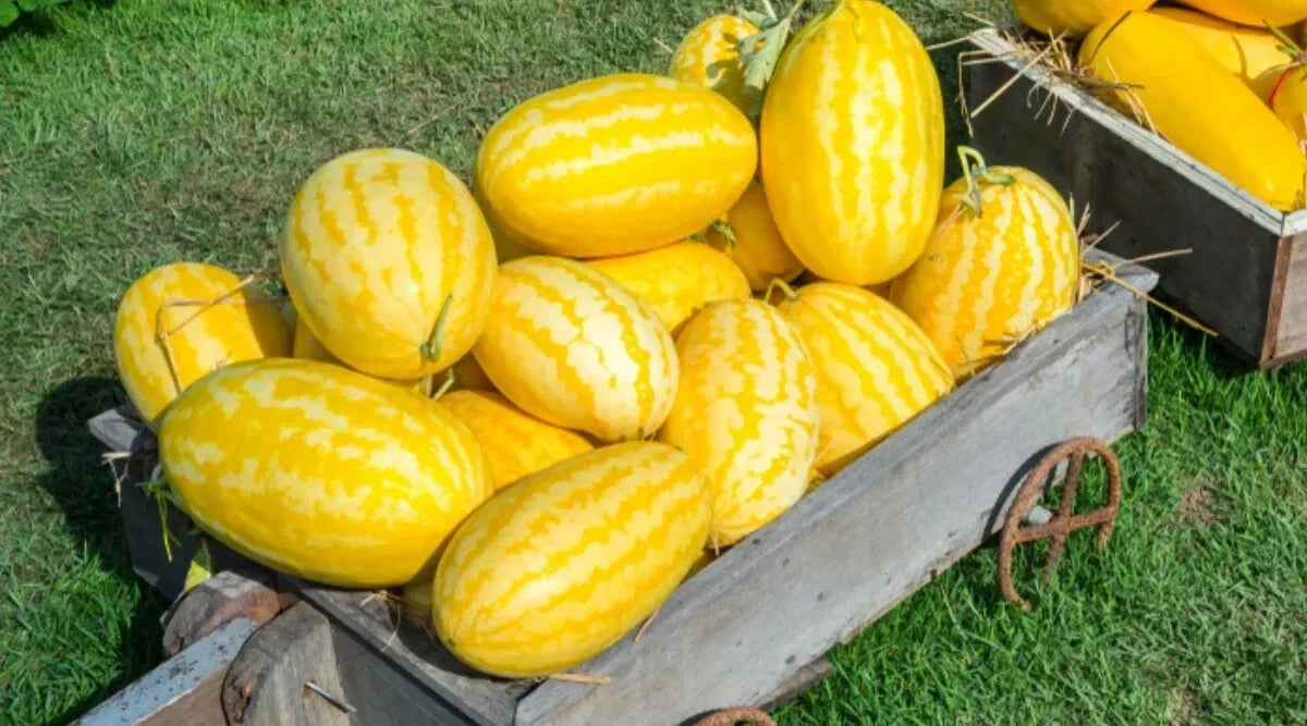 Gold Hybrid Watermelon Seeds - 50+ Pack, Citrullus lanatus, Sweet Juicy Fruit, High Yield, Non-GMO, Full Sun, Easy Grow, Free Shipping