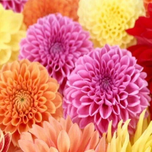25 Spring Mix Dahlia Seeds - Perennial Flower Seeds for Vibrant Blooms - Dahlia pinnata