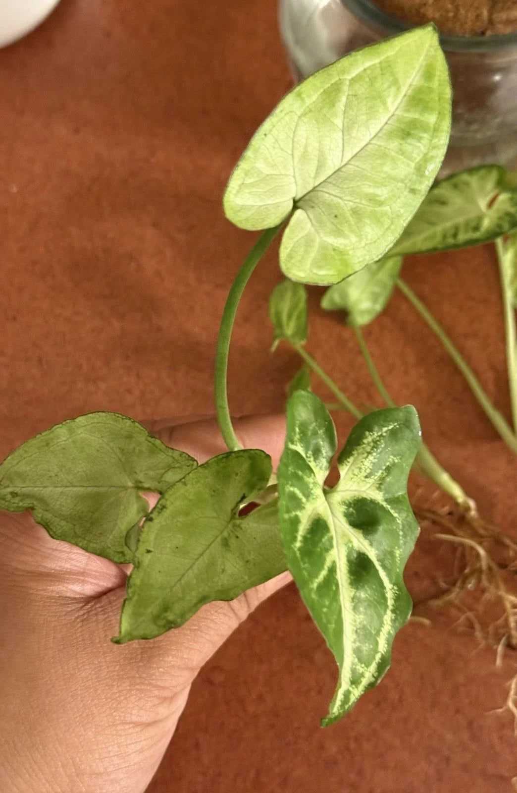 Rooted Cutting Syngonium Podophyllum Arrowhead Plant – Indoor Houseplant, Easy Care, Vibrant Green Foliage