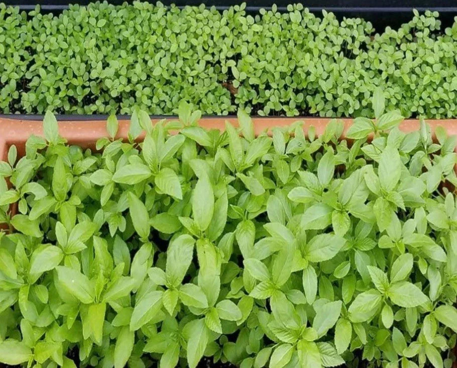 Egyptian Spinach Seeds - 1000+ Saluyot, Jute, Molokhia - Edible Green for Home Gardening & Cooking - Corchorus olitorius
