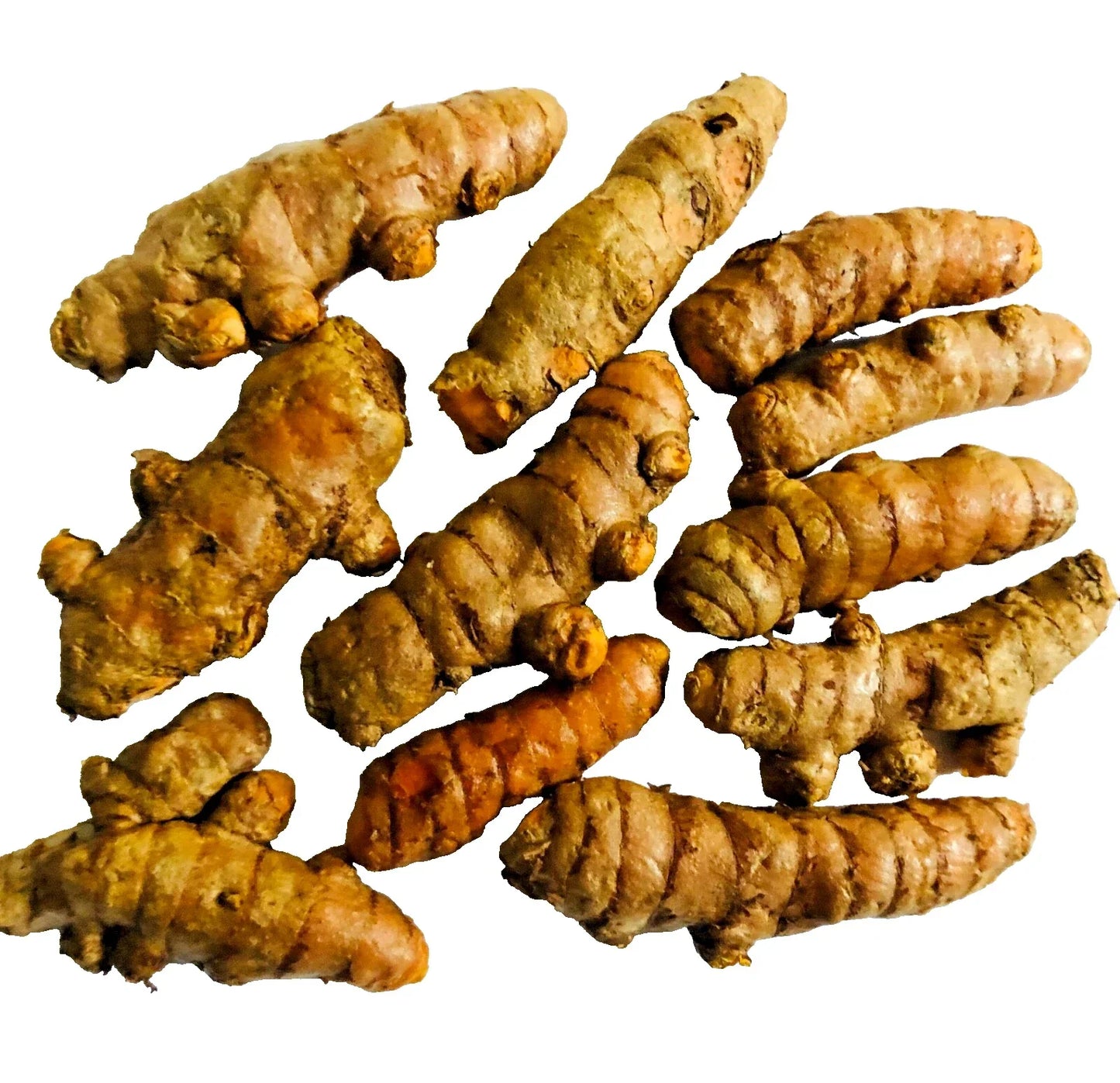 Turmeric Roots 10PCS Curcuma longa for Cooking, Tea & Natural Remedies | Organic, Non-GMO Planting Bulbs