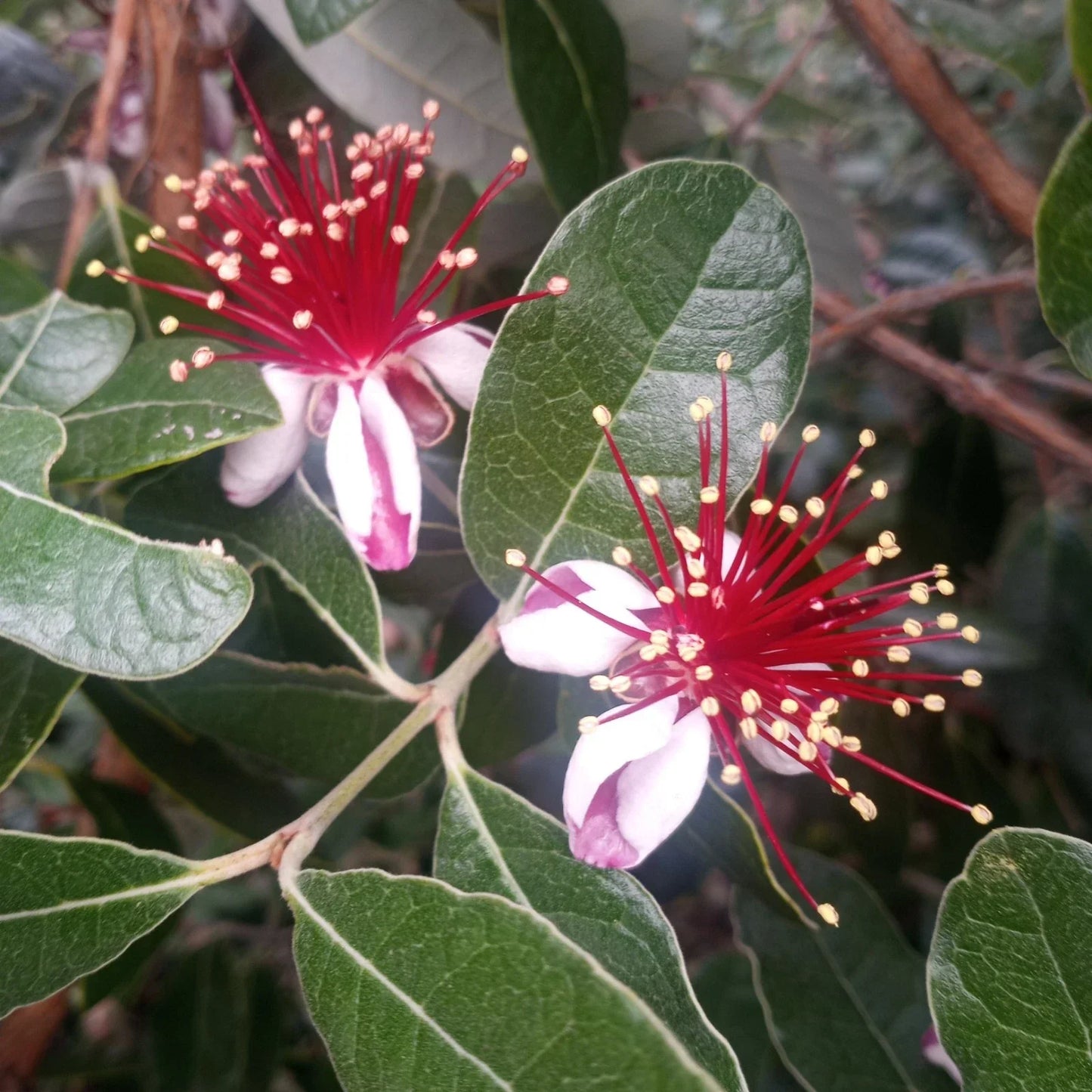 Pineapple Guava Tree Cuttings – 5 Feijoa Propagation Plants – Fresh, Healthy Fruit Tree Cuttings for Planting and Gardening