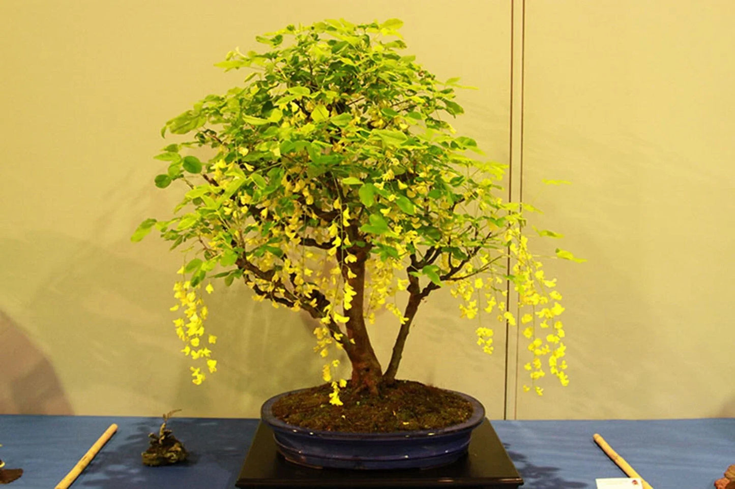 Dwarf Golden Raintree Seeds - 10 Pack for Bonsai & Ornamental Gardening - Koelreuteria paniculata - Free Shipping