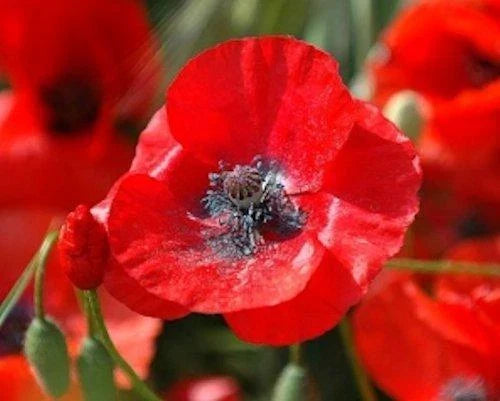 3000 Red Corn Poppy Seeds | Papaver rhoeas | Wildflower Garden Planting | Vibrant Red Blooms for Borders & Meadows