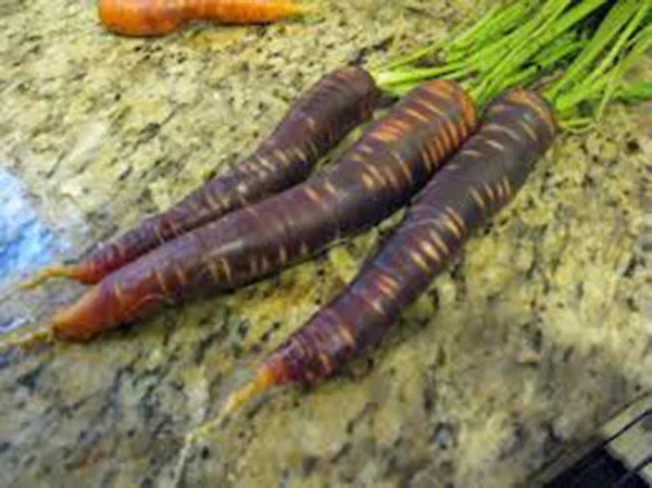 Purple Haze Carrot Seeds - 25+ Hybrid Non-GMO Seeds, Unique Purple Color, Sweet Flavor, Daucus carota, Easy to Grow for Gardens
