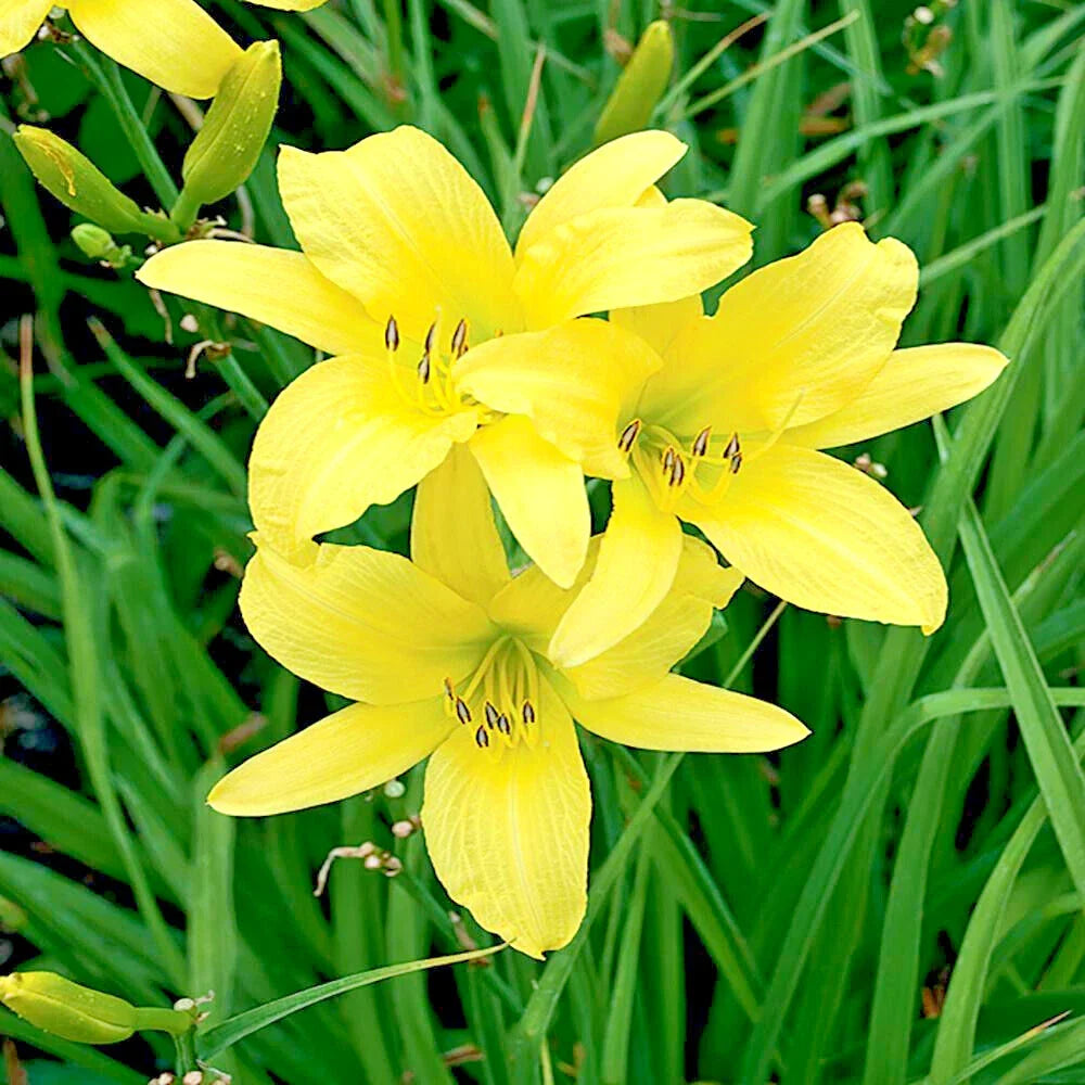Daylily Plants 25 Bare Root Hyperion Yellow Perennial Flowers Hemerocallis 'Hyperion'