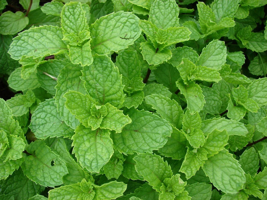 Spearmint Seeds 1000 Count Mentha spicata Aromatic Herb for Cooking & Gardening, Non-GMO, Easy to Grow