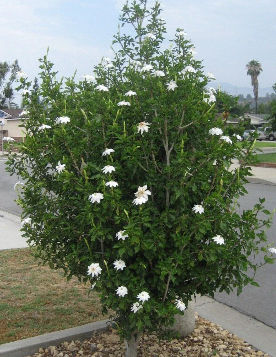 Gardenia Thunbergia Seeds - Rare Fragrant White Flowers - South African Native - 3 Fresh Seed Pods