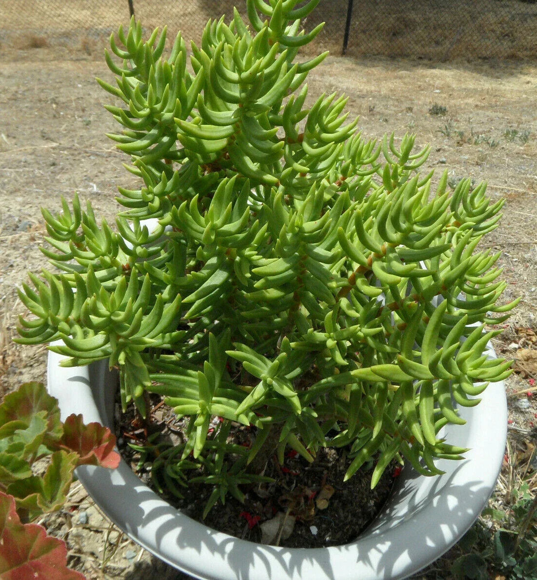 Crassula Tetragona Mini Pine Tree Succulent Cuttings Set of 5 – 5-6 Inches, Decorative Indoor Plants, Easy Care, Unique Miniature Pine Tree Appearance