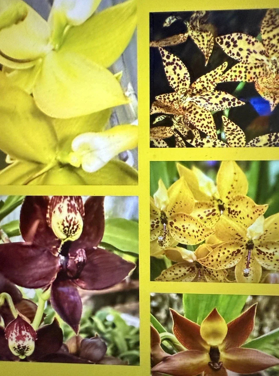 Cycnoches Orchid Plant Bare Root Small Bulb - Epiphytic Orchid Variety for Indoor & Garden Growth