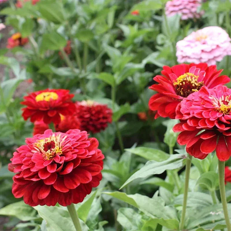 Will Rogers Zinnia Seeds - 100+ Pack, Vibrant Annual Flower, Zinnia elegans for Garden, Attracts Pollinators, Easy to Grow