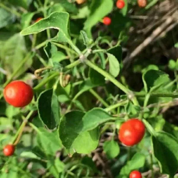 Chiltepin Pepper Seeds | Birds Eye Capsicum annuum | Spicy Small Peppers for Cooking & Salsa | Non-GMO, High Germination