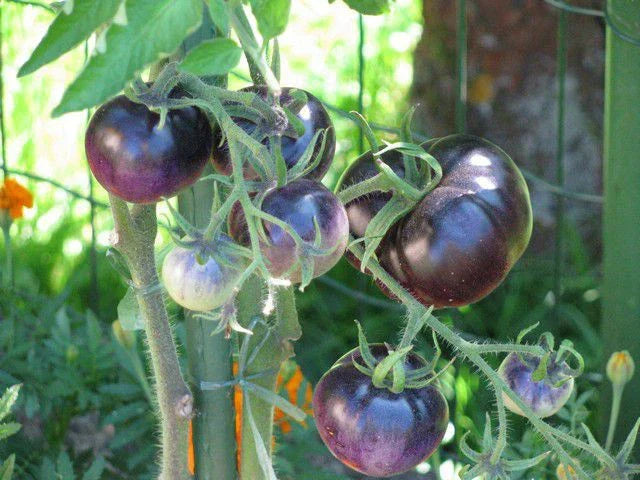 Blue Tomato Seeds - Heirloom Solanum lycopersicum - Unique Blue Color, Antioxidant-Rich, High Yield, Non-GMO Seed Packet