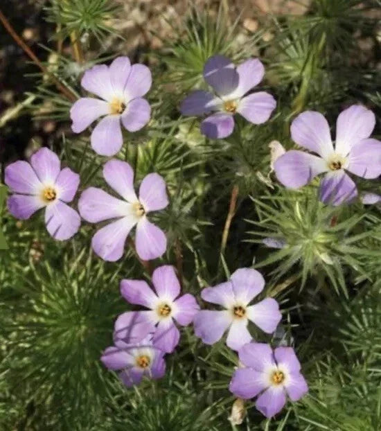 Linanthus grandiflorus Mountain Fox Seeds – 1000+ Wildflower Seeds for Garden, Native Plant, Drought-Tolerant, Pollinator-Friendly, Annual