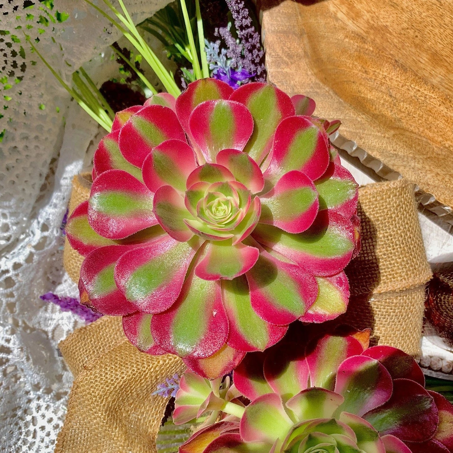 Rare Succulents Plant | 3.5-4" Aeonium Pink Witch | Pink Rosette Succulent | Drought-Tolerant Indoor & Outdoor Plant