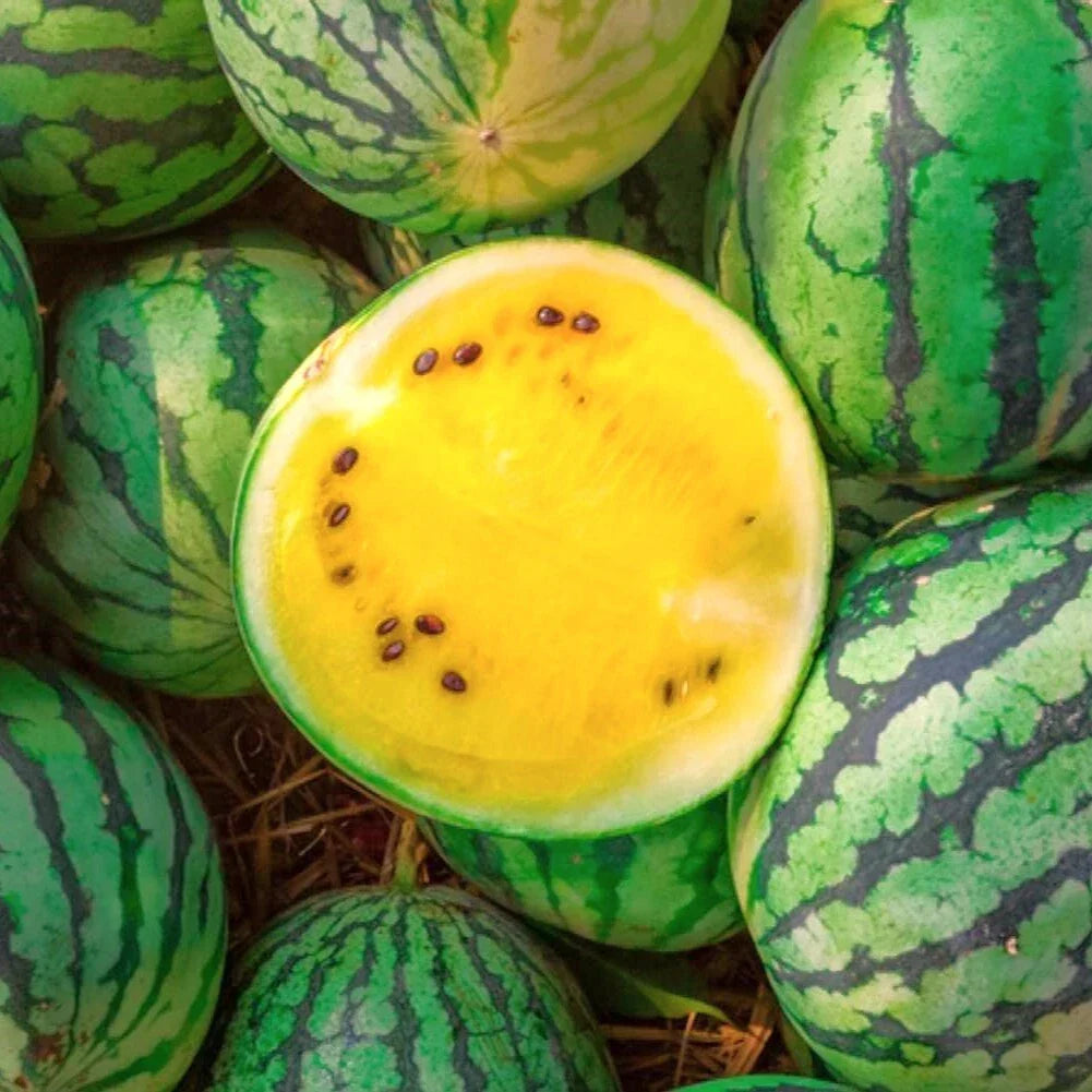 Yellow Petite Watermelon Seeds | Heirloom Mini Dwarf Citrullus lanatus | Sweet Juicy Yellow Flesh, Container-Friendly Seed Pack