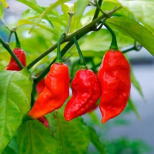 Ghost Pepper Seeds - Non-GMO Bhut Jolokia Capsicum Chinense - Spicy Hot Pepper Seeds for Home Gardening and Culinary Use