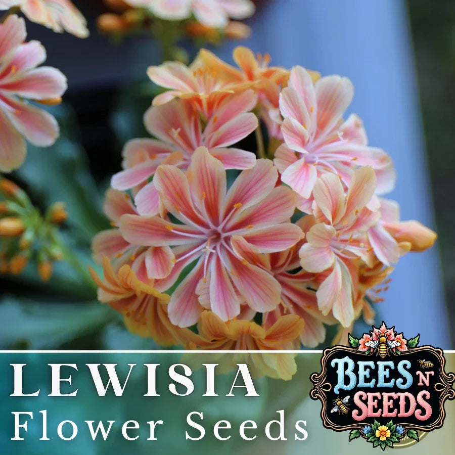 Sunset Lewisia Seeds - 35/100 Non-GMO Flower Seeds for Rock Gardens & Borders - Lewisia cotyledon Perennial with Pink, Orange & Yellow Blooms