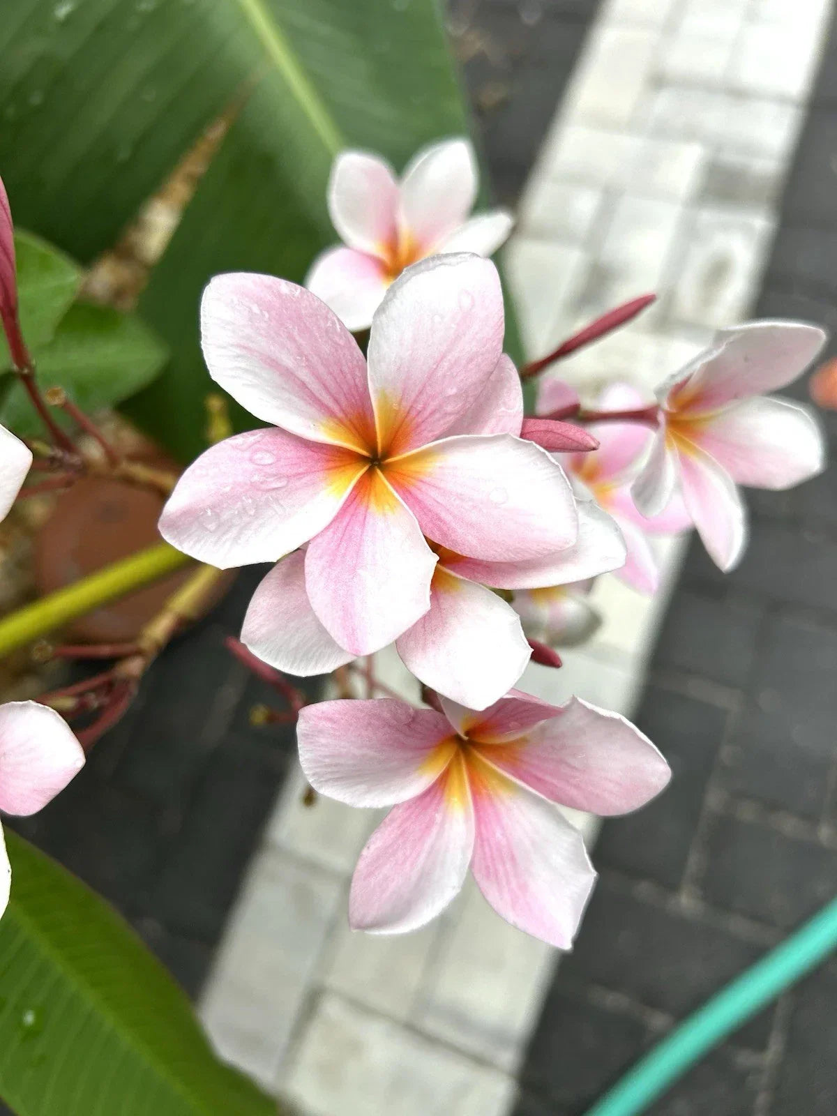 Rooted Plumeria Cutting - Light Pink Semi Dwarf Frangipani Plant, Tropical Garden, 16+ Inches, Plumeria alba