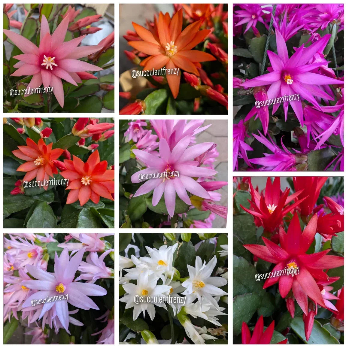 Easter Spring Cactus Cuttings Unrooted Rhipsalidopsis gaertneri Choose Your Color Indoor Garden Plant