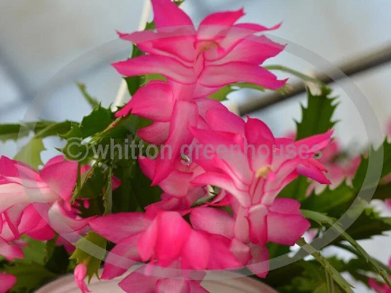 Thanksgiving Cactus Cuttings - 3 Unrooted Ann Pink Cuttings - Healthy Schlumbergera for Propagation and Planting