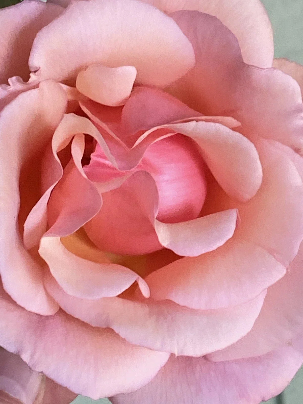 Apricot Heirloom Rose Cuttings – Six Stems Fragrant Blooms – Rosa spp. Garden Plant for Landscaping and Gift