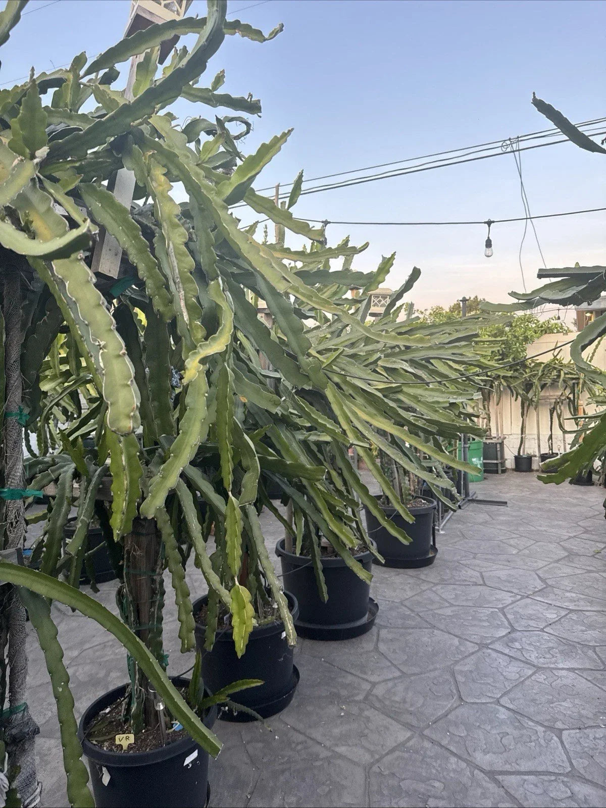 Dragon Fruit Cuttings 20-26 Inches Long, 5 Unknown Hylocereus Varieties, Exotic Fruit Plant Propagation