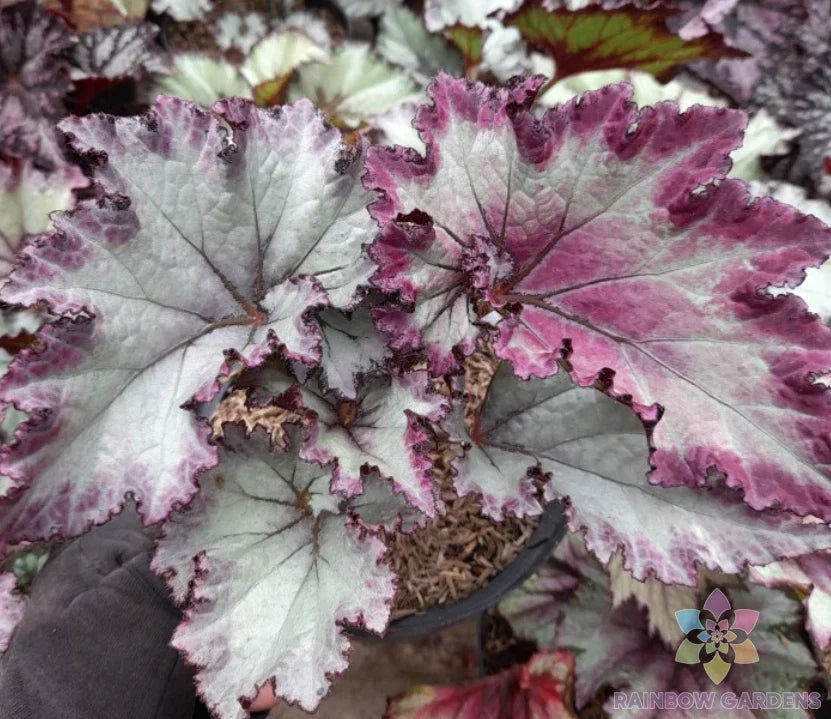 Satin Jazz Begonia Seeds - 25+ Premium Perennial Seeds for Indoor & Outdoor Planting - Begonia 'Satin Jazz'